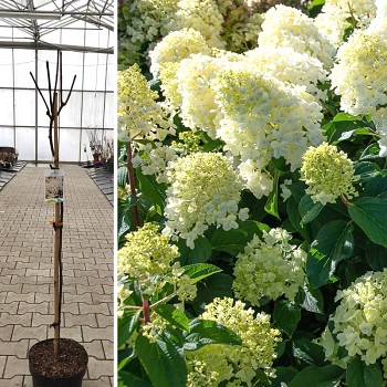 HORTENZIE ´SILVER DOLLAR´® km 90