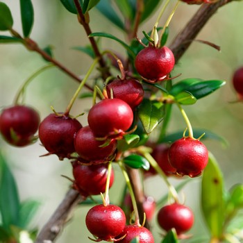 ČILSKÁ MYRTA ko P9