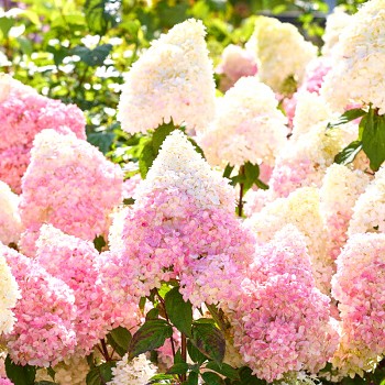 HORTENZIE ´MAGICAL ANDES´ kont. 3L