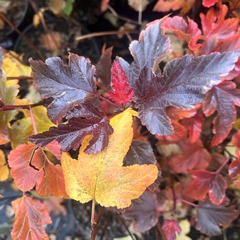 TAVOLA KALINOLISTÁ ´MAGIC SUNSET´ kont. 3L