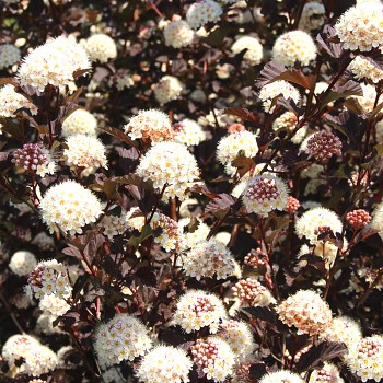 TAVOLA KALINOLISTÁ ´MIDNIGHT´ kont. 3L