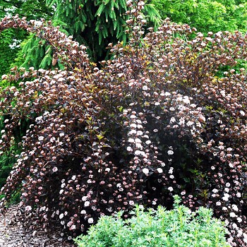 TAVOLA KALINOLISTÁ ´SUMMER WINE´ kont. 3L