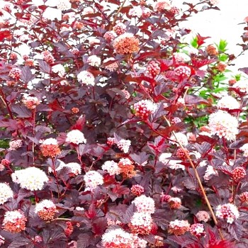 TAVOLA KALINOLISTÁ ´RUBELLA´ kont. 3L