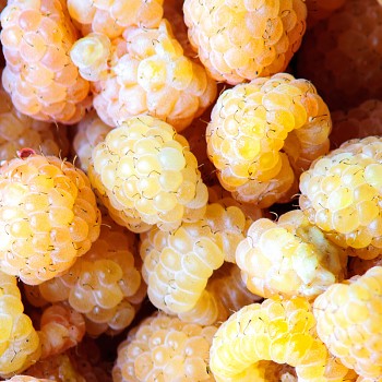 MALINÍK XL BALKONOVÁ ´LITTLE ORANGELINA´ - stáleplodící. kont. 2L