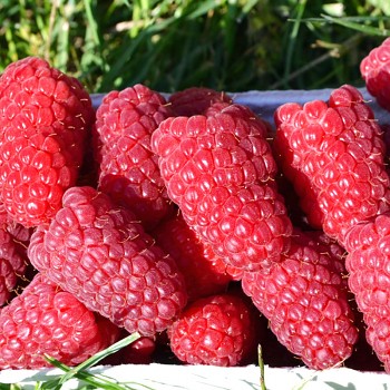 MALINÍK XL ´PRZEHYBA´ -  kont. 2L