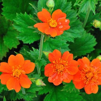 KUKLÍK ORANŽOVÝ ´KOI´