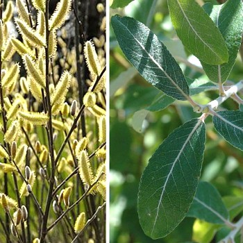 VRBA HOOKEROVA  kmínek 100 cm, kont. 4L