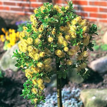 VRBA ZAKRSLÁ km 60 kont. 3L