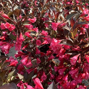 VAJGÉLIE KVĚTNATÁ ´RUBY QUEEN´® kont. 3L