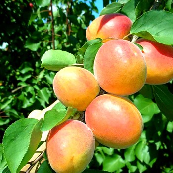 MERUŇKA LYDIA - Podnož Ryngle zelená