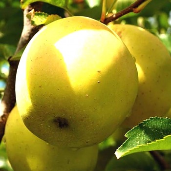 JABLOŇ LUNA - Podnož P60