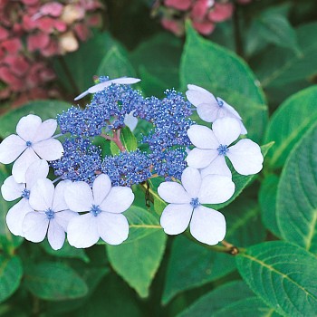HORTENZIE HORSKÁ ´BLUEBIRD´ kont. 4L