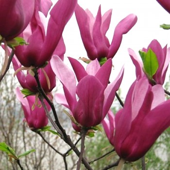 MAGNÓLIE ´ORCHID´ kont. 4L