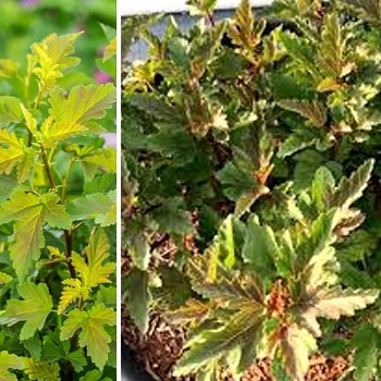 TAVOLA KALINOLISTÁ ´LITTLE LEENA®´ kont. 2L