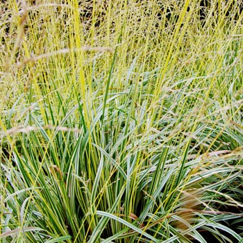 BEZKOLENEC MODRÝ ´VARIEGATA´ kont. 2L