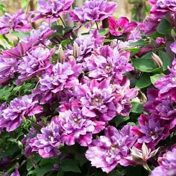 PLAMÉNEK ´BIRTHDAY GIRL´ kont. 2L