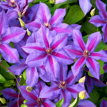 PLAMÉNEK ´MRS N. THOMPSON´ kont. 2L