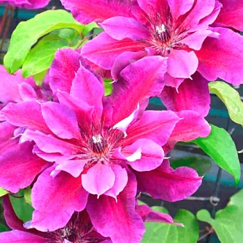 PLAMÉNEK ´MY BEAUTY´ kont. 2L