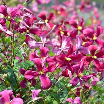 PLAMÉNEK ´STRAWBERRY FIELDS´ kont. 2L