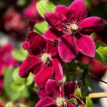 PLAMÉNEK ´ZOSIA´ kont. 2L