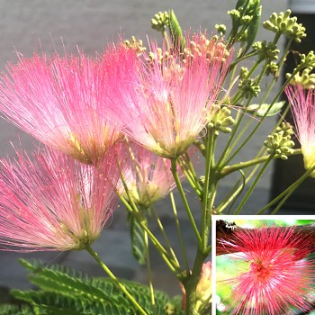 ALBÍZIE RŮŽOVÁ ´TROPICAL DREAM´ ko 4L