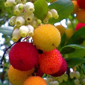 JAHODOVÝ STROM ´COBRA´ kont. 0,5L