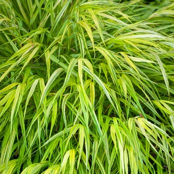 RÁKOSOVKA VELKÁ ´AUREOLA´ kont. 3L