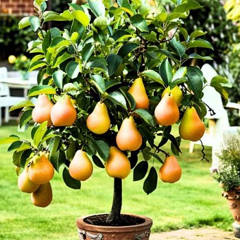 BALKONOVÁ HRUŠEŇ LETNÍ - ŽLUTÁ