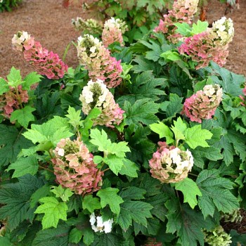 HORTENZIE DUBOLISTÁ ´JET STREAM´ kont. 3L