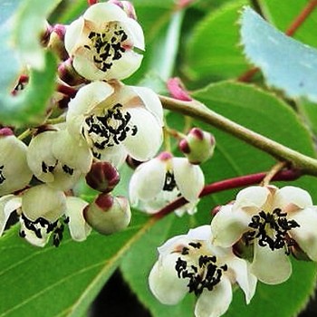 KIWI ´SAMEC´ Opylovač