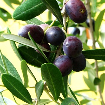 OLIVOVNÍK EVROPSKÝ ´PRODROMOS´ kont. 4L