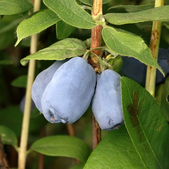 ZIMOLEZ KAMČATSKÝ ´MISAKI´ - NOVINKA