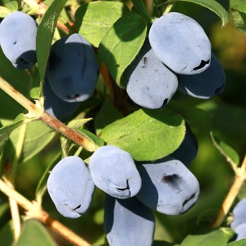 ZIMOLEZ KAMČATSKÝ ´MAXIN´ - NOVINKA