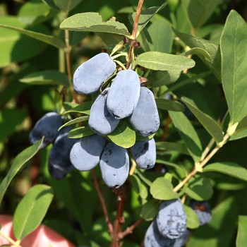 ZIMOLEZ KAMČATSKÝ ´MINORU´ - NOVINKA