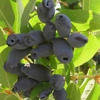 ZIMOLEZ KAMČATSKÝ ´TOMI´ - NOVINKA