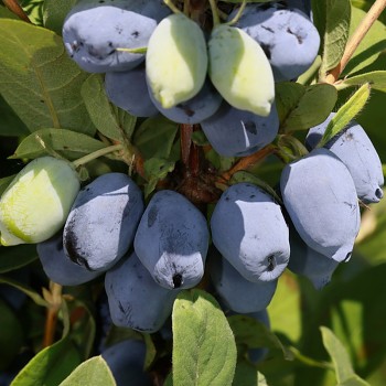 ZIMOLEZ KAMČATSKÝ ´LORI´ - NOVINKA