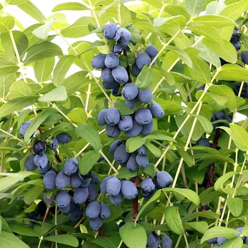 ZIMOLEZ KAMČATSKÝ ´WILLA´ - NOVINKA