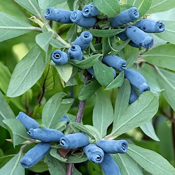 ZIMOLEZ MODRÝ ´MORENA´ v kontejneru 2L