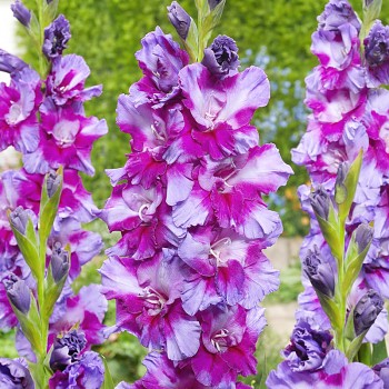 GLADIOLA ´PURPLE ART´ (7 cibulí)