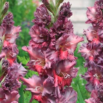 GLADIOLA ´RUSTY CHESTNUT´ (7 cibulí)