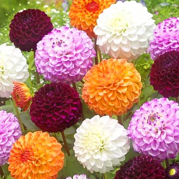 JIŘINA XXL ´POMPON MIX´ (3 hlízy)