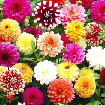 JIŘINA XXL ´DECORATIVE MIX´ (3 hlízy)