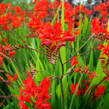 Montbrécie XXL LUCIFER (25 cibulí)  