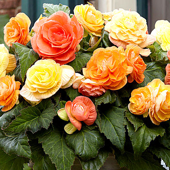 BEGÓNIE XXL PASTEL COMPACTA MIX (10 cibulí) 