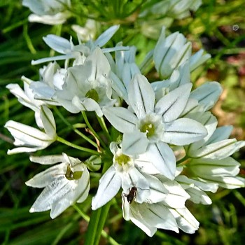 TRITELEIA ´HYACINTHINA´ (25 cibulí)