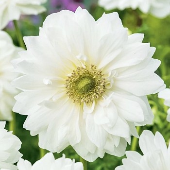 SASANKA COR. MOUNT EVEREST (15 cibulí)