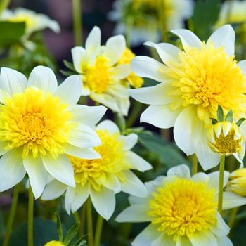 JIŘINA ´PASO DOBLE´ (1 cibule)