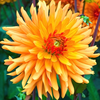 JIŘINA ´LUDWIG HELFERT´ (1 cibule)