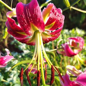 LILIE ´BLACK BEAUTY´ (1 cibule)