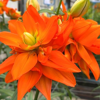 LILIE ´HULK´ (1 cibule)